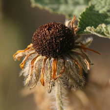 Faded Rudbeckia