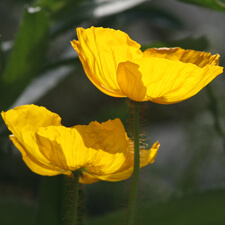 Yellow Iceland Poppy