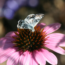 Butterfly on Pink Echinacea