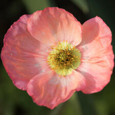 Pink Iceland Poppy - Papaver nudicaule