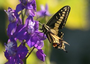 Butterfly on Purple Larkspur