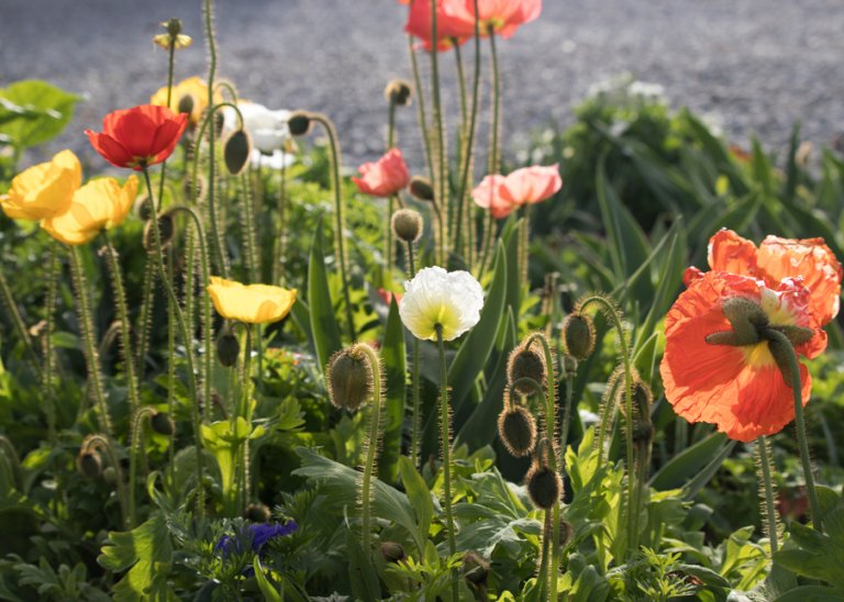 Iceland Poppies Wildflower Yard