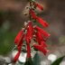Scarlet Bugler - Penstemon centranthifolius