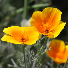 Yellow and Orange California Poppy - Eschscholzia californica ssp. maritima 'Coastal Form'