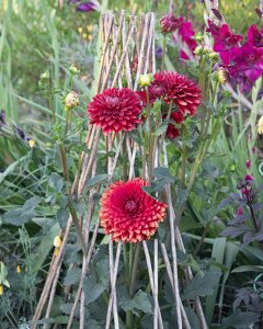 red dahlia in teepee