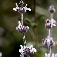 Black Sage - Salvia mellifera