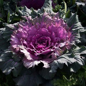 purple green ornamental cabbage