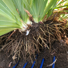 Crowded bearded iris rhizomes and roots with pitchfork