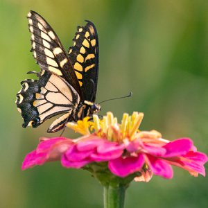 swallowtail butterfly on pink zinnia