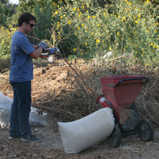 Sheet Mulching - Shredding Sunflowers