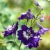 Purple and White Delphinium