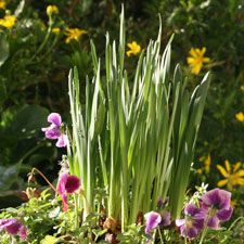 Paperwhites and pansies in container