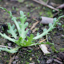 Tidy Tips - Layia platyglossa seedling