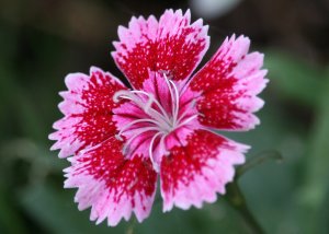 Variegated Pink Dianthus