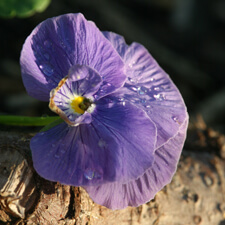 Purple Viola
