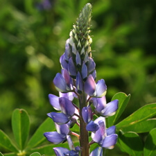 Arroyo Lupine - Lupinus succulentus