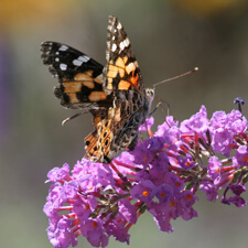 Painted Lady Butterfly on Butterfly Bush