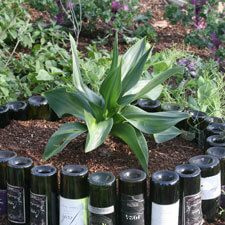 Giant Squill Bulb in Wine Bottle Elevation