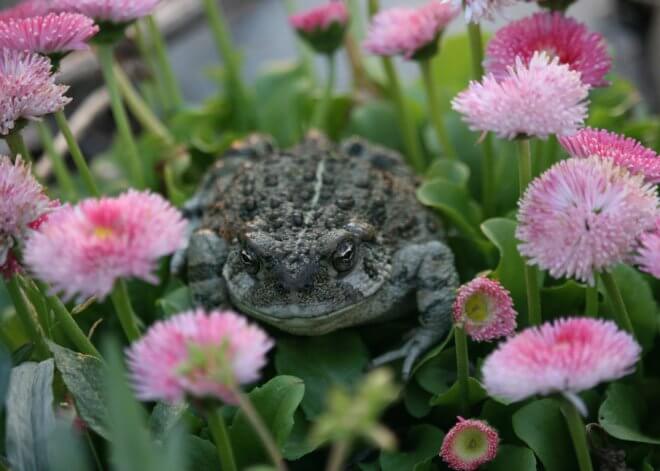 Toad in Garden