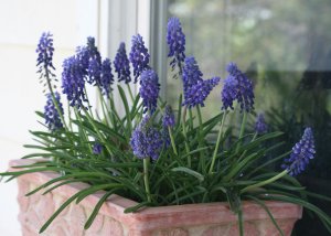 Grape Hyacinth in container
