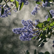 Ceanothus Ray Hartman