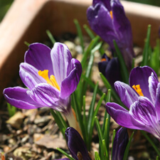 Crocus in Container