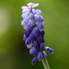 Grape Hyacinth