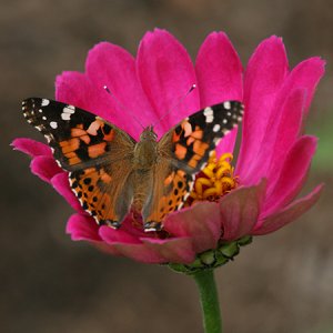 painted lady butterfly on pink zinnia