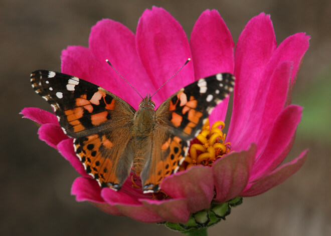 Butterfly on Pink Zinnia