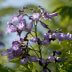 Purple Jacaranda Tree
