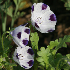 Five Spot Wildflowers