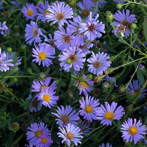 Pacific Aster Symphyotrichum chilense