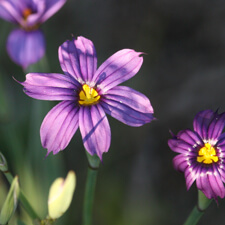 Purple Blue-eyed Grass - Sisyrinchium bellum