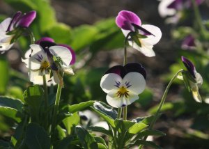White and Purple Johnny Jump Up - Pansy - Viola