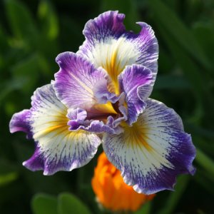 Pacific Iris