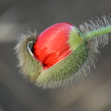 Red Iceland Poppy