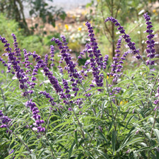 Purple Mexican Sage - Salvia Leucantha