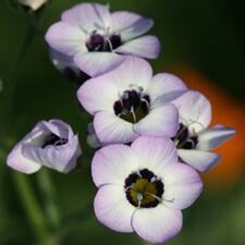 Bird's Eye Gilia - Gilia tricolor