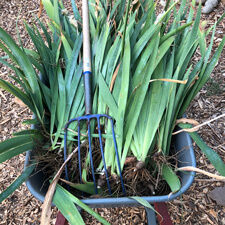 Wheelbarrow of iris rhizomes