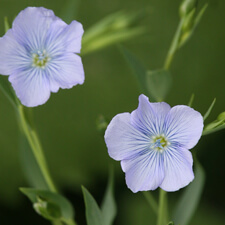 Blue Flax - Linum lewisii