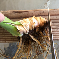Cutting iris rhizome