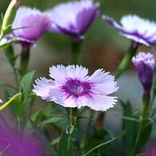 Purple Dianthus