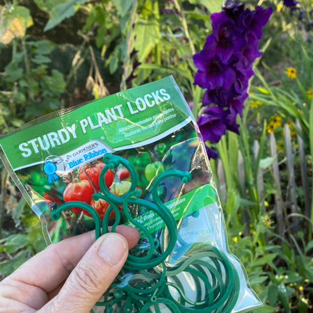 Planting Lock Planting Gladiolus Along a Picket Fence - Wildflower Yard