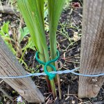 Planting Lock Planting Gladiolus Along a Picket Fence - Wildflower Yard