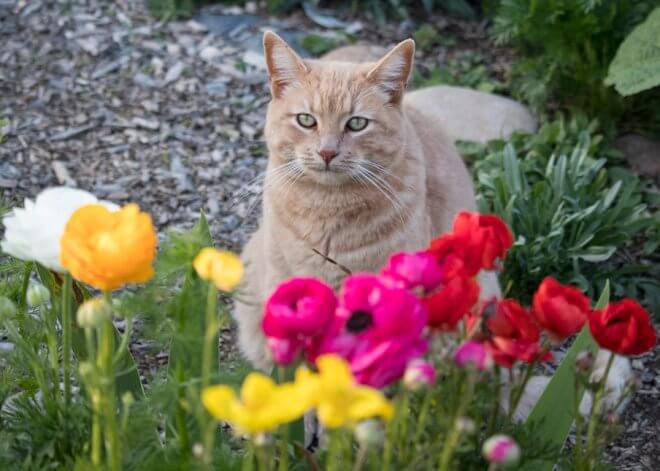 Keeping Cats Out Of Garden Beds, What Can I Put In My Flower Garden To Keep Cats Out Of Yard