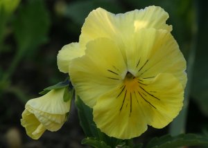Yellow Pansy - Viola