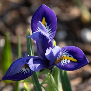 Purple Iris Reticulata