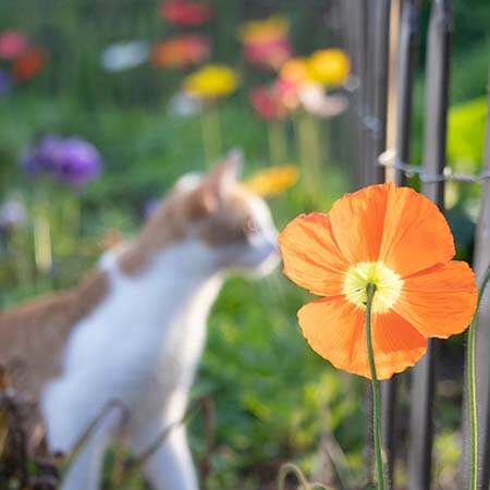 orange iceland poppy with cat