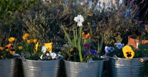 Paperwhites & Pansies in Containers