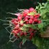 Radishes - Organic Gardening